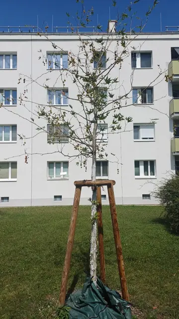 Foto: Zukunft Stadtbaum