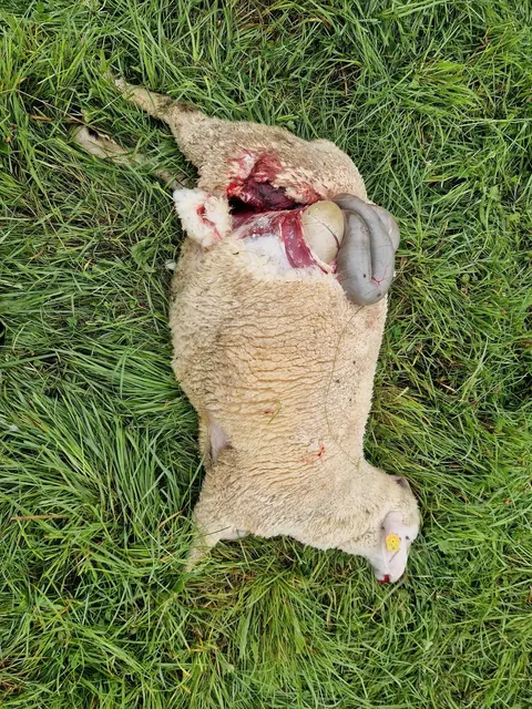 Schadensbilanz: 3 hochträchtige Mutterschafe getötet, 1 Mutterschaf mit 2 Lämmern lebensgefährlich verletzt (Kehlbiss), 2 weitere Mutterschafe sichtbar verletzt (Kehlbiss), 4 Lämmer fehlen. | Foto: Gerhard Fallent