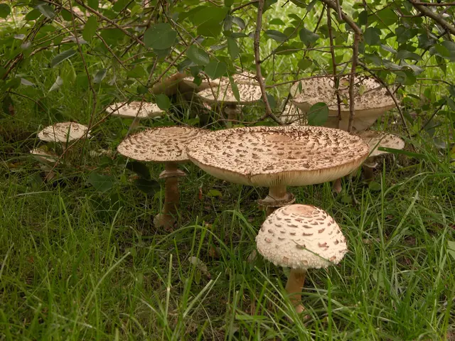 Gute Pilzreviere im Bezirk Braunau: Weilhartsforst und Kobernaußerwald. Alfred Schwarz geht gerne mit interessierten Personen in den Wald, um die Pilze zu erklären. | Foto: Stanislaw/smarterpix.com