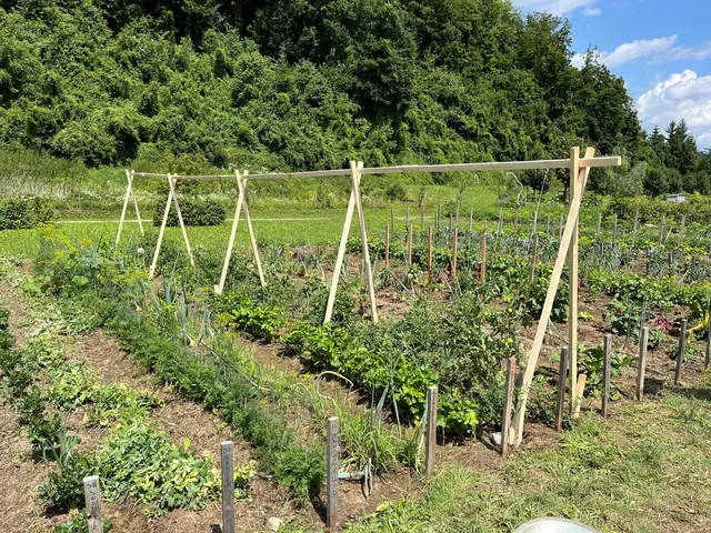 Im Gemeinschaftsgarten in Kremsmünster.
 | Foto: Christian Kiennast