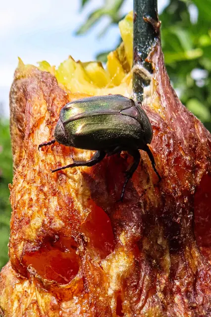 Er wähnte sich wohl als Alleinherrscher auf der Frucht