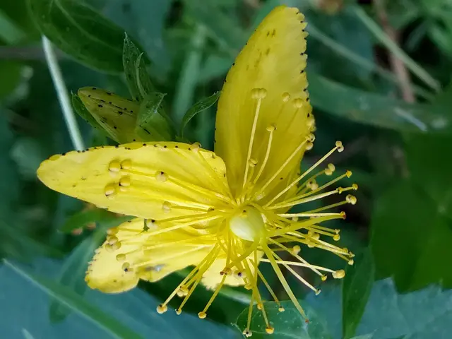 Johanniskraut  | Foto: H.Bachinger