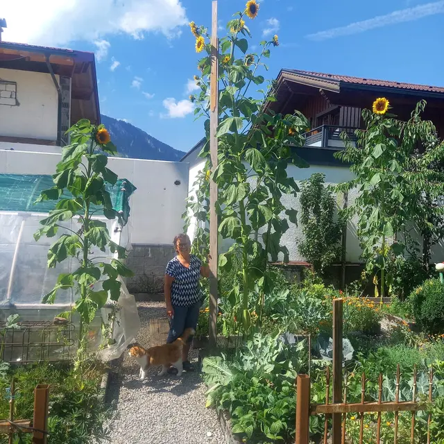 Margit Dablander mit ihrer über vier Meter großen Sonnenblume. | Foto: privat