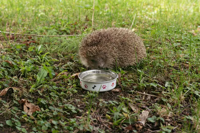 An Wasser war der Igel nicht interessiert.