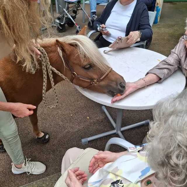 Die Ponys bekamen Snacks. | Foto: Häuser zum Leben