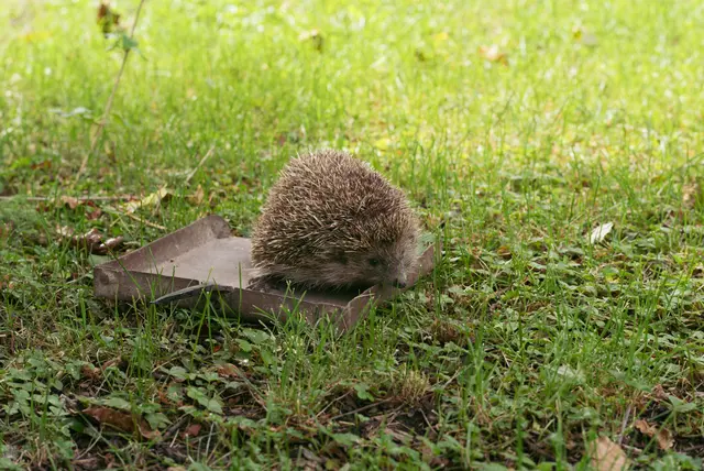 Der Igel auf dem Weg in den Garten.