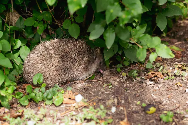 Freiheit für den Igel.
