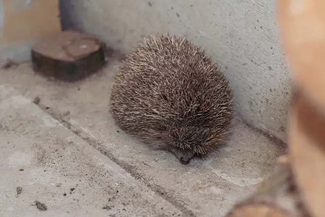 Der stachelige Geselle saß im Keller versteckt hinter einer Holzwand.