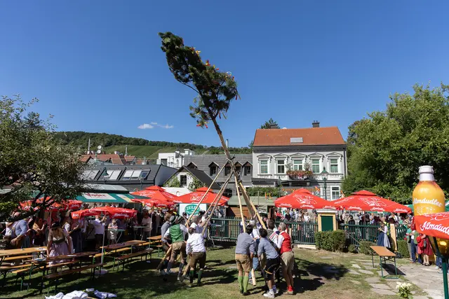 Am Sonntag wurde am Neustifter Kirtag der Hiatabaum beim Heurigen "Zeiler am Hauerweg" aufgestellt. | Foto: René Brunhölzl/MeinBezirk