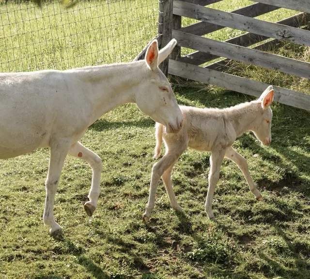 Wie soll das Esel-Baby heißen? Zur Wahl stehen Leonore, Ludmilla, Leni und Lotte.  | Foto: OÖ LKG