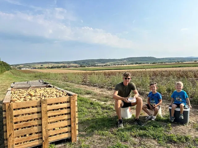 Mit wachsendem Bedarf wurde 2021 ein Vollernter angeschafft, und es wurde in ein größeres Lager investiert. Das Sortiment erweiterte sich stetig; neue Kartoffelsorten wurden ausprobiert, und auch die Nachfrage nach weiterem Gemüse, wie Halloween- und Spaghettikürbissen, wuchs. | Foto: Familie Haider