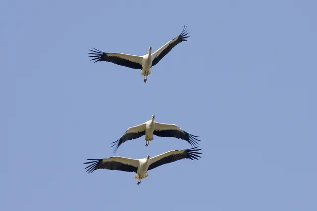 Derzeit vermehrt in Richtung Süden unterwegs: Die Weißstörche Ostösterreichs überwintern vorzugsweise in Afrika.  | Foto: Michael Dvorak