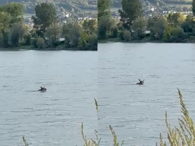 Der Elch Emil ist seit Tagen nach Besuchen in Polen, Tschechien und der Slowakei auch in Österreich unterwegs. Zuletzt wurde er in Niederösterreich gesehen. | Foto: zVg