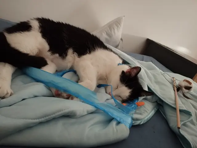 Der Kater Charly ist drei Jahre alt und sehr liebenswert. | Foto: Katrin Butt