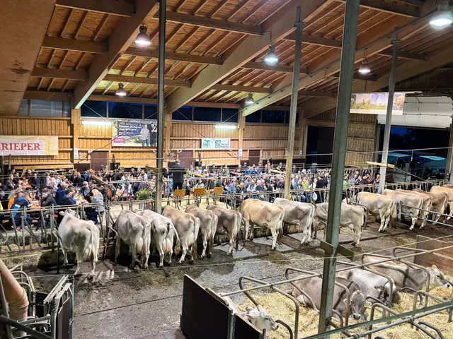 Traditionell finden die Bauernbund-Sommergespräche direkt auf den Höfen in allen Regionen Tirols statt. Diesmal waren rund 250 Interessierte mit zwei Beinen und in diesem Fall 30 Interessierte Braunvieh-Damen mit vier Beinen unter den Zuhörern.  | Foto: Tiroler Bauernbund