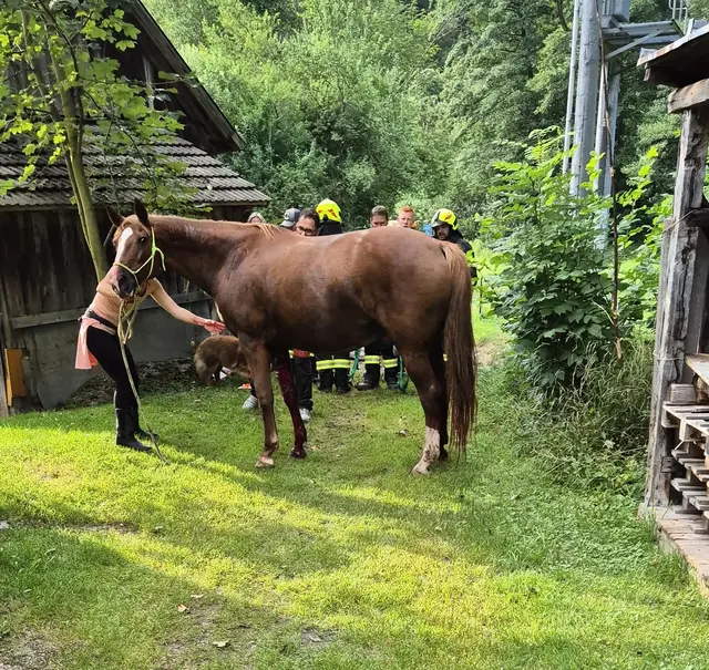 Das verunfallte Pferd konnte von den Einsatzkräften befreit werden. | Foto: FF Jainzen