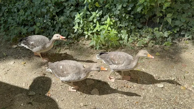 Gänse auf Umwegen nahe dem Löwenpark Melk | Foto: DOKU-NÖ