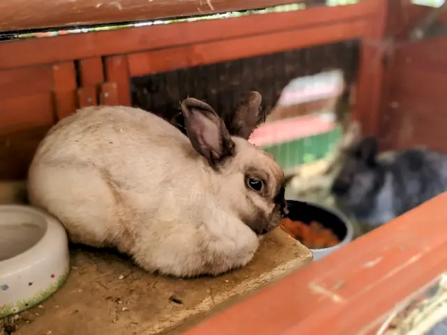 Einen kleinen Streichelzoo mit Kaninchen - gut "beschattet", liegt in der Bernhardtstalgasse 32. | Foto: GB*