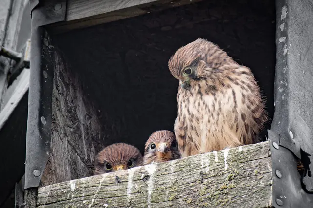 Jedes Jahr sind seither eines oder zwei Küken im Kirchturm geschlüpft. (Symbolfoto) | Foto: Alan Tunnicliffe/Panthermedia