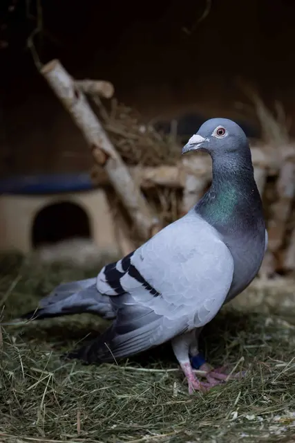 Der Österreichische Tierschutzverein fordert betreute Taubenschläge, artgerechte Fütterung und mehr Verständnis und Wissen für die verwilderten Tiere. | Foto: OeTV Bea Romstorfer