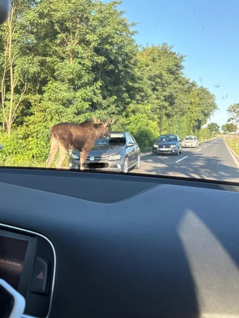 Der Wildelch hat schon für einige Schlagzeilen gesorgt. Emil ist seit wenigen Wochen in Niederösterreich. (Archivbild) | Foto: Paulhart