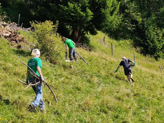 Stück für Stück werden die Almwiesen von Totholz befreit | Foto: Lucas Gasthauer