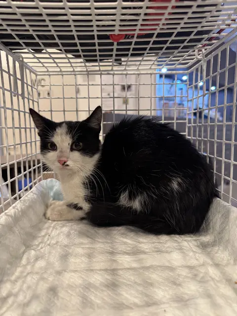 Beim Versuch, diese Katze einzufangen, um ihr zu helfen, verletzte sich ein Passant schwer – gut, dass die Tierhilfe Gusental zur Stelle war. | Foto: THG