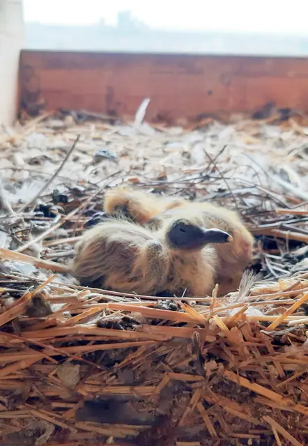 Flauschige Turmfalken-Babies schlüpften im Kirchturm. | Foto: Pfarre Hildegard Burjan