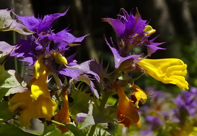 Der zweifärbige Wachtelweizen