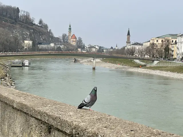 Der Österreichische Tierschutzverein rät der Stadt Salzburg dem Wiener Modell zu folgen, das Tierwohl und Stadthygiene vereinbart. | Foto: sm