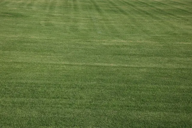 Blick auf den neuen Hadersdorfer Rasen.