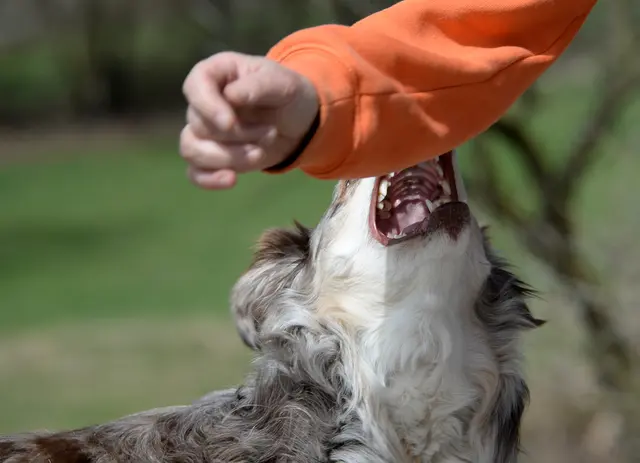 Ein Mann ging nach einem Hundebiss auf die Hundehalterin los - und zwar mit einer Axt (Symbolfoto) | Foto: stock.adobe.com/at/Grubärin