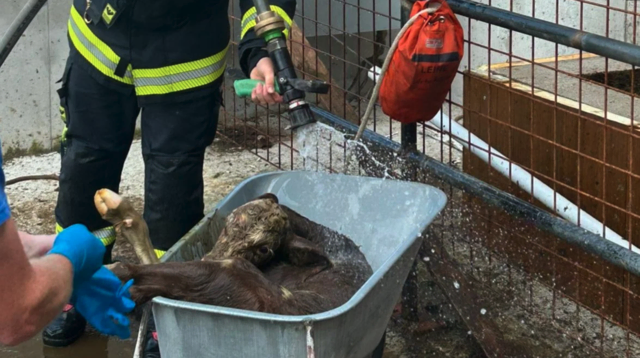 Ende einer gelungenen Befreiungsaktion | Foto: FF Schönau