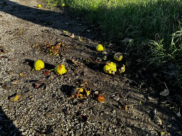 Herbst ist Streuobstzeit | Foto: Dietl-Schuller