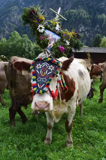 Traditionsgemäß wird der bunte Kopfschmuck den Rindern beim Almabtrieb als Zeichen eines unfallfreien Almsommers aufgesetzt.  | Foto: Archiv