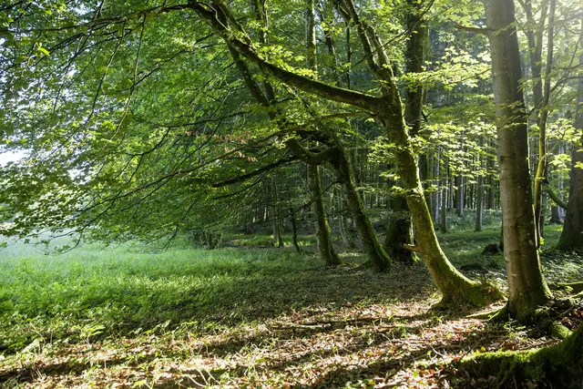 Impressionen vom Waldfriedhof. | Foto: paxnatura