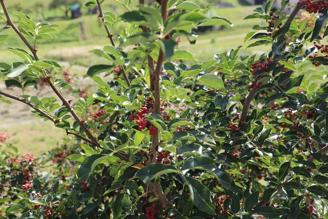 Wer und wann den Szechuanpfeffer einst gepflanzt hat, ist nicht überliefert. Sicher ist, er ist ein botanischer Hingucker. | Foto: Edith Ertl