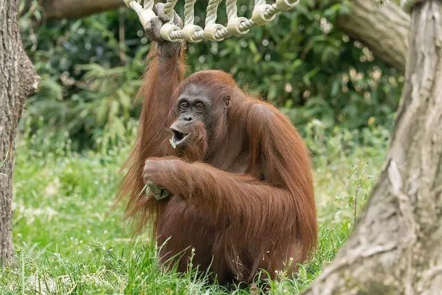 Das Orang-Utan-Weibchen kam im Oktober 2009 über das Europäische Erhaltungszuchtprogramm aus dem Artis Zoo in Amsterdam nach Wien. | Foto: Daniel Zupanc