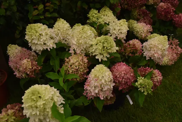 Foto: Michael Strini