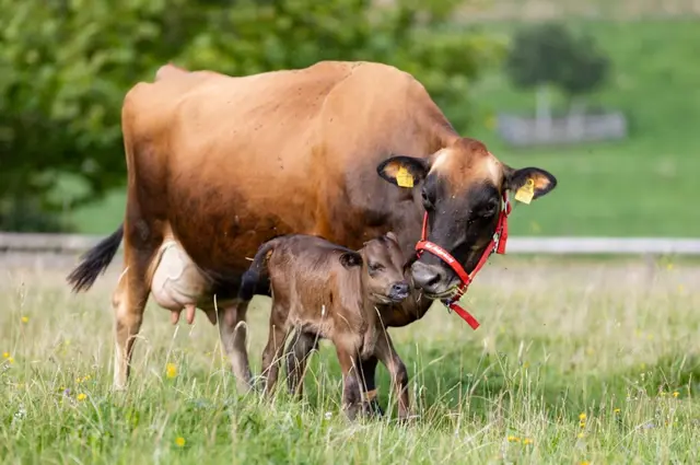 Babyglück auf Gut Aiderbichl - Baby Martin und Mama Alma genießen die Weide. | Foto: Gut Aiderbichl
