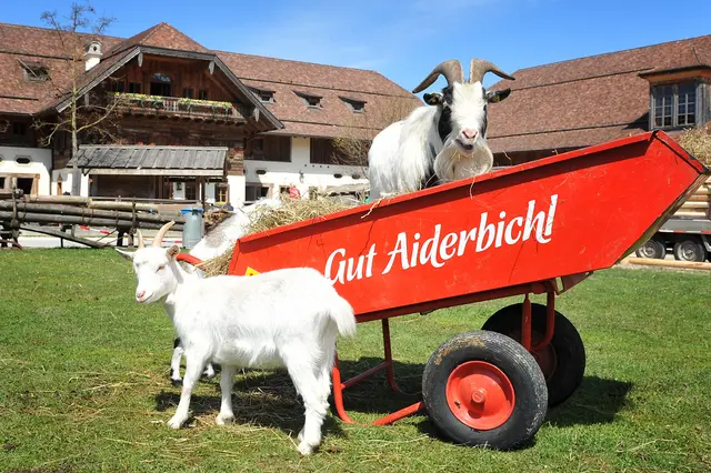 Foto: Gut Aiderbichl, Robert Wier