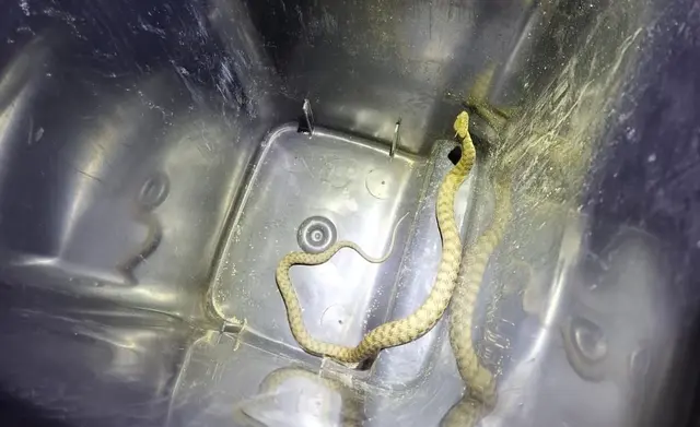 Hier wurde die Schlange erfolgreich eingefangen.  | Foto: Feuerwehr Reifnitz