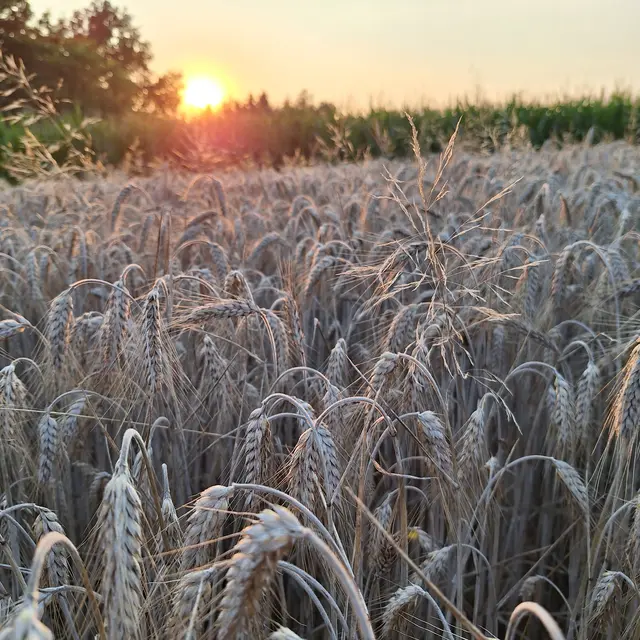 Sonne am Abgang, laue Luft ohne insektengewühle. | Foto: Sibylle