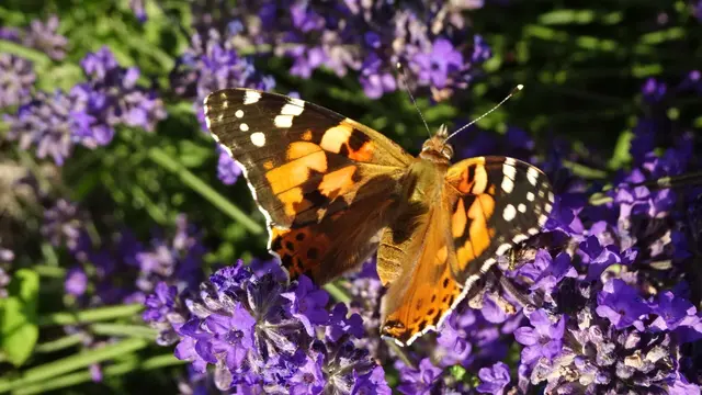 Distelfalter ... Natur im Garten / Treffpunkt Lavendel 2025 (1/2): Phänomen Lavendelblüte - Näheres im gleichnamigen Bildbericht >>> Dokulink
| Foto: ©️Silvia Plischek