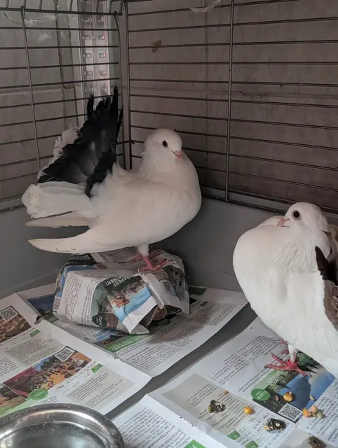 Täglich werden Tauben ins Tierheim Vösendorf gebracht. | Foto: TSA