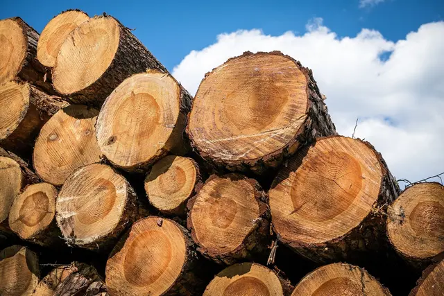 Holz ist ein umweltfreundlicher Werkstoff: Seine Verwendung, die Verbrennung oder der biologische Abbau führen nicht zu zusätzlichem CO₂ in der Atmosphäre.  | Foto: Symbolfoto Didgeman/Pixabay