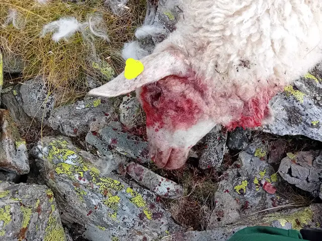 In Tulfes wurden am Samstag drei Schafe einem Wolf zum Opfer. Die Jägerschaft ist alarmiert.  | Foto: Unterlechner