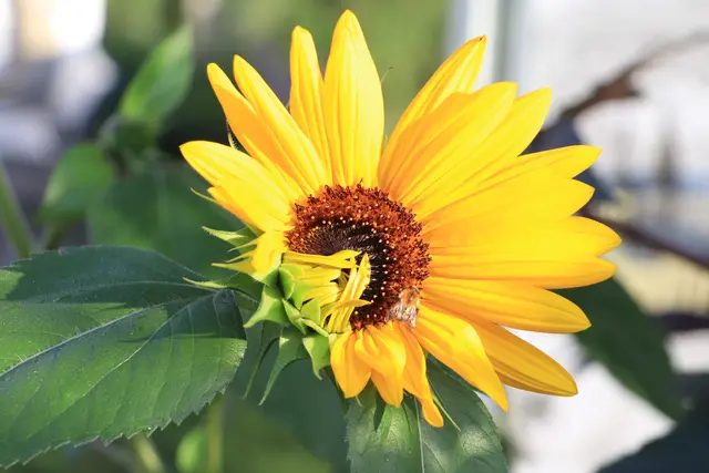 Eine kleine "Erden-Sonne" die immer Freude macht,
mit einem Danke für eure Begleitung.