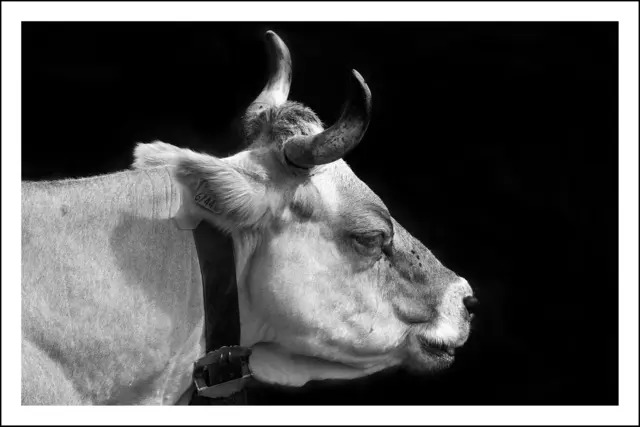 Bild 4717: Tiroler Grauvieh | Foto: © by Ing. Günter Kramarcsik