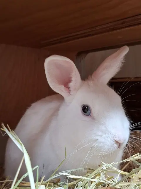 Oh Gott, wie süß: Die schneeweiße Roselle ... | Foto: Arche Wels